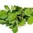 Health Benefits of Water Cress