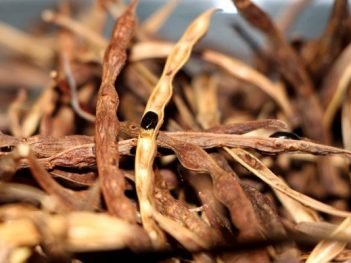 Health Benefits of Wattle seed