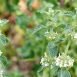 Health Benefits of White Horehound