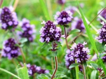 Health Benefits of Wild Thyme