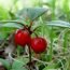 Health Benefits of Winter Green