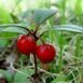 Health Benefits of Winter Green