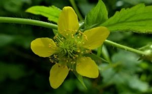 Health Benefits of Wood Avens