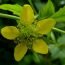 Health Benefits of Wood Avens