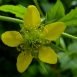 Health Benefits of Wood Avens