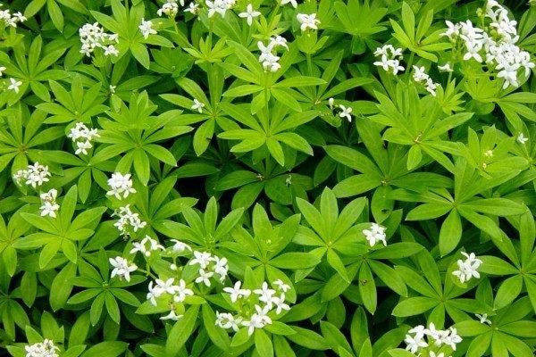 Health Benefits of Woodruff