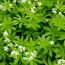 Health Benefits of Woodruff