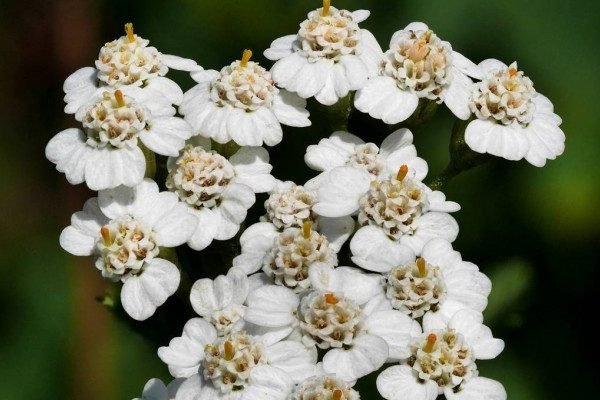 Health Benefits of Yarrow