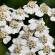 Health Benefits of Yarrow