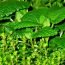 Health Benefits of Yerba Buena