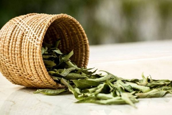Herb Benefits of Curry Leaves Herb Benefits of Curry Leaves