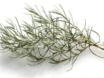 Herb Benefits of Curry Plant