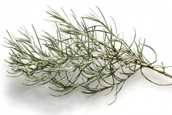 Herb Benefits of Curry Plant