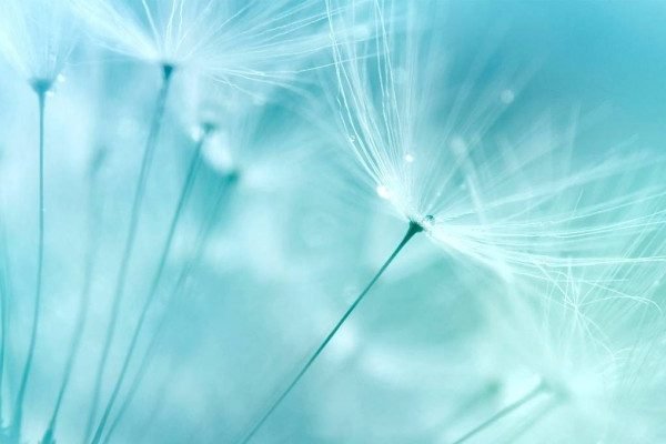 Herb benefits of Dandelion