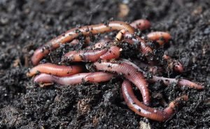 How can we avoid getting worms?