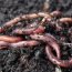 How can we avoid getting worms?