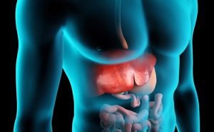 How does liver work in our body?