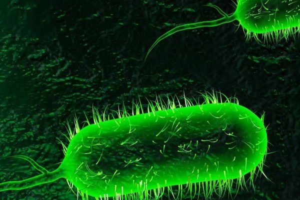 How to Cure Cholera at Home Naturally?