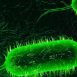 How to Cure Cholera at Home Naturally?
