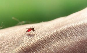 How to Cure Malaria at Home Naturally?