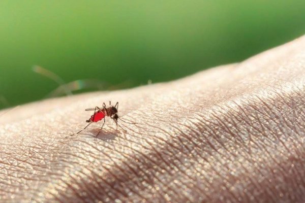How to Cure Malaria at Home Naturally? How to Cure Malaria at Home Naturally?