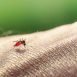 How to Cure Malaria at Home Naturally?