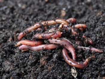 How to Get Rid of Intestinal Worms at Home Naturally?