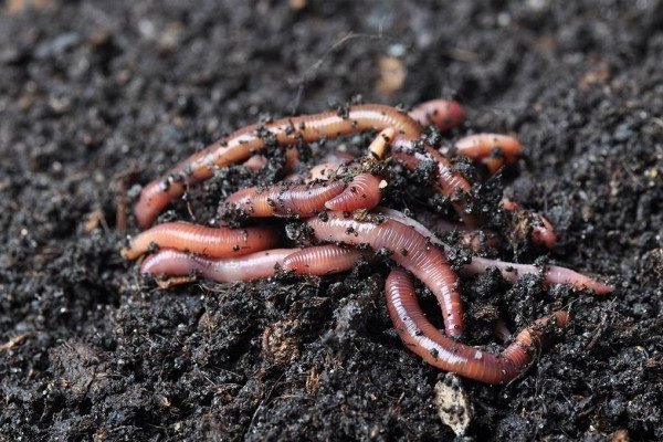 How to Get Rid of Intestinal Worms at Home Naturally?