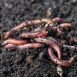 How to Get Rid of Intestinal Worms at Home Naturally?
