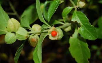 Use of Ashwagandha in Siddha Medicine