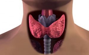 What is the importance of thyroid in our body?